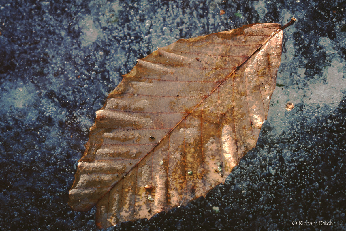 WC569 - Leaf in Ice