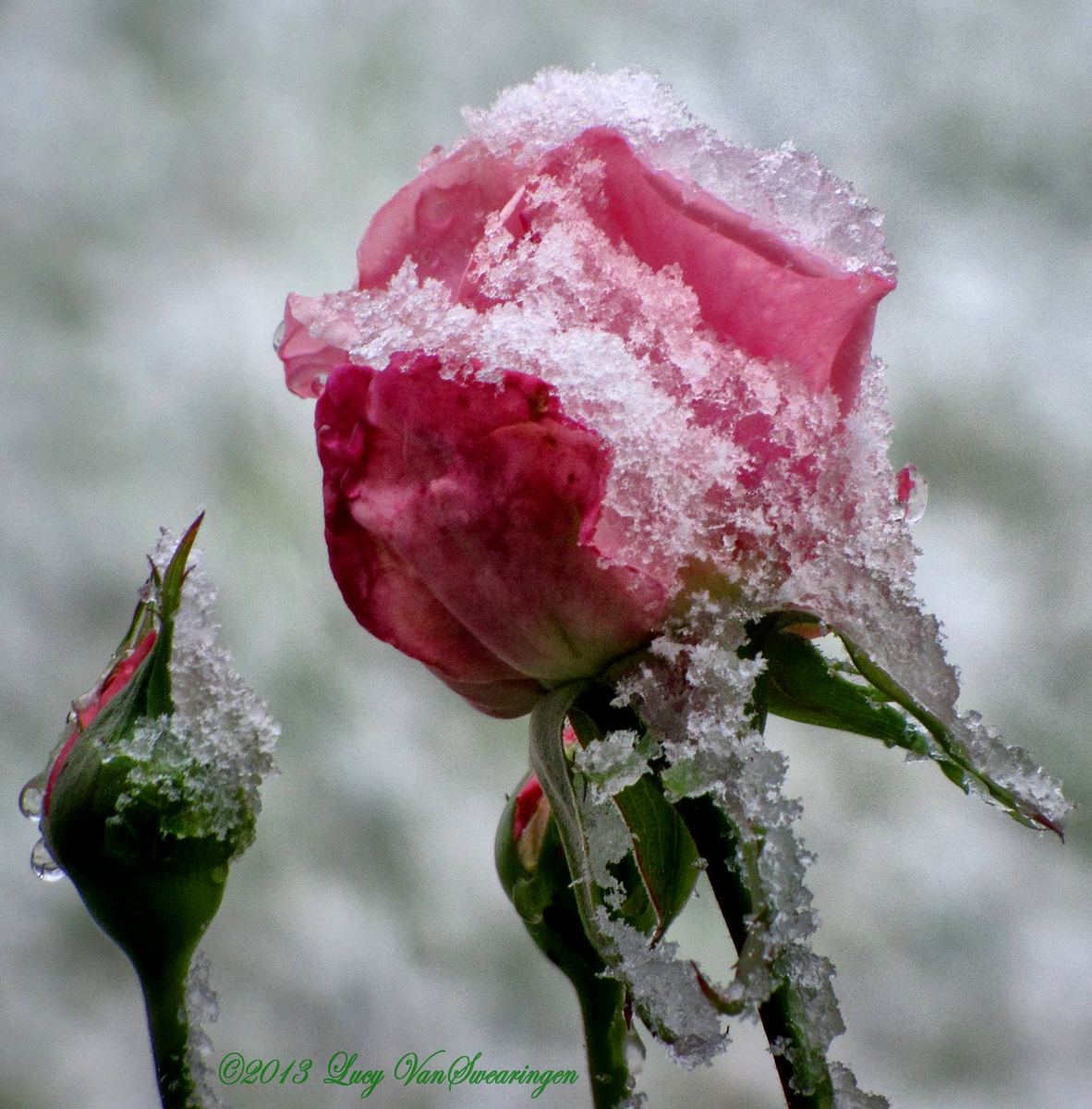 Ice Rose