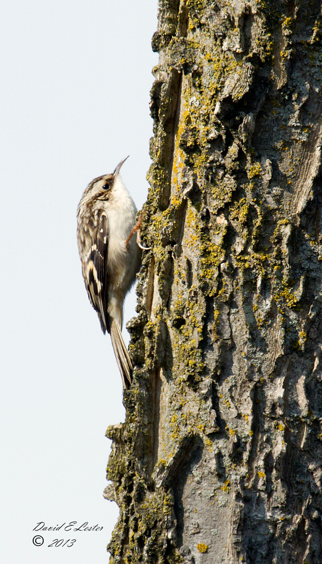 Brown Creeper