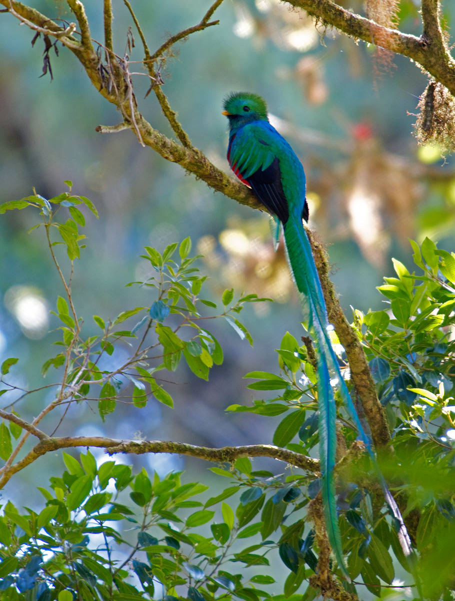 Resplendant Quetzal