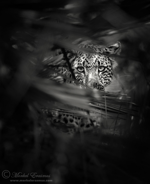 Hidden Hunter