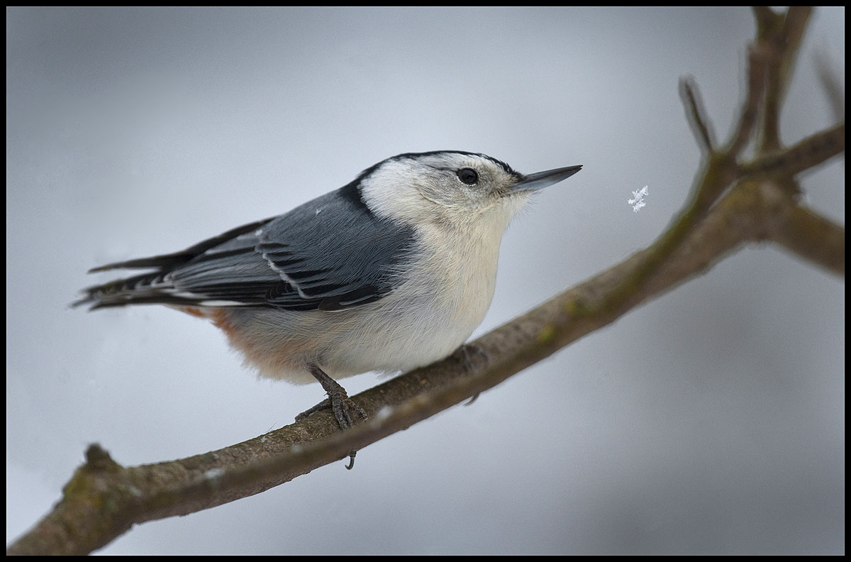White-breasted Nuthatch