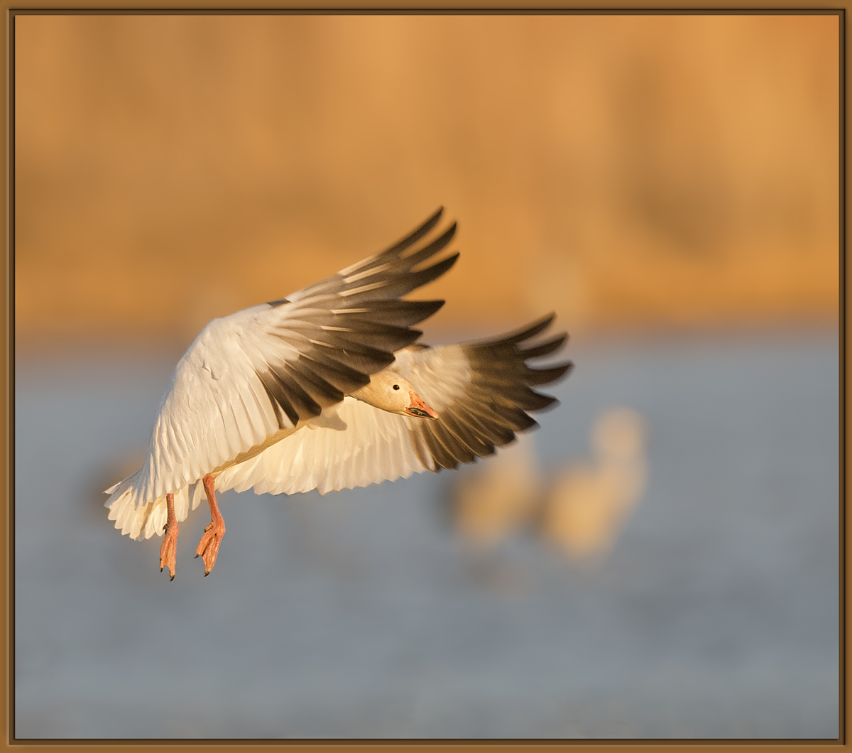 Incoming Snow Goose