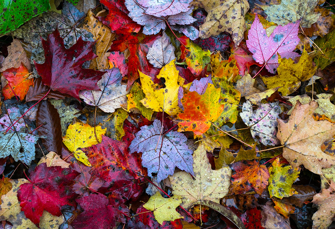 Carpet of Color