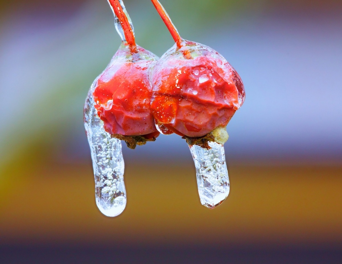 crab apples