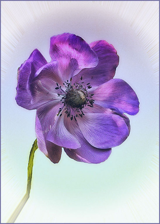 Sunlit Anenome