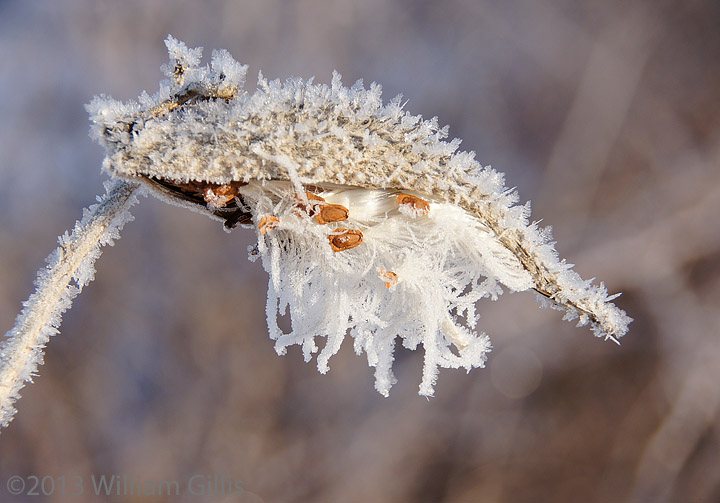 Frosty  Pod  -  WC569