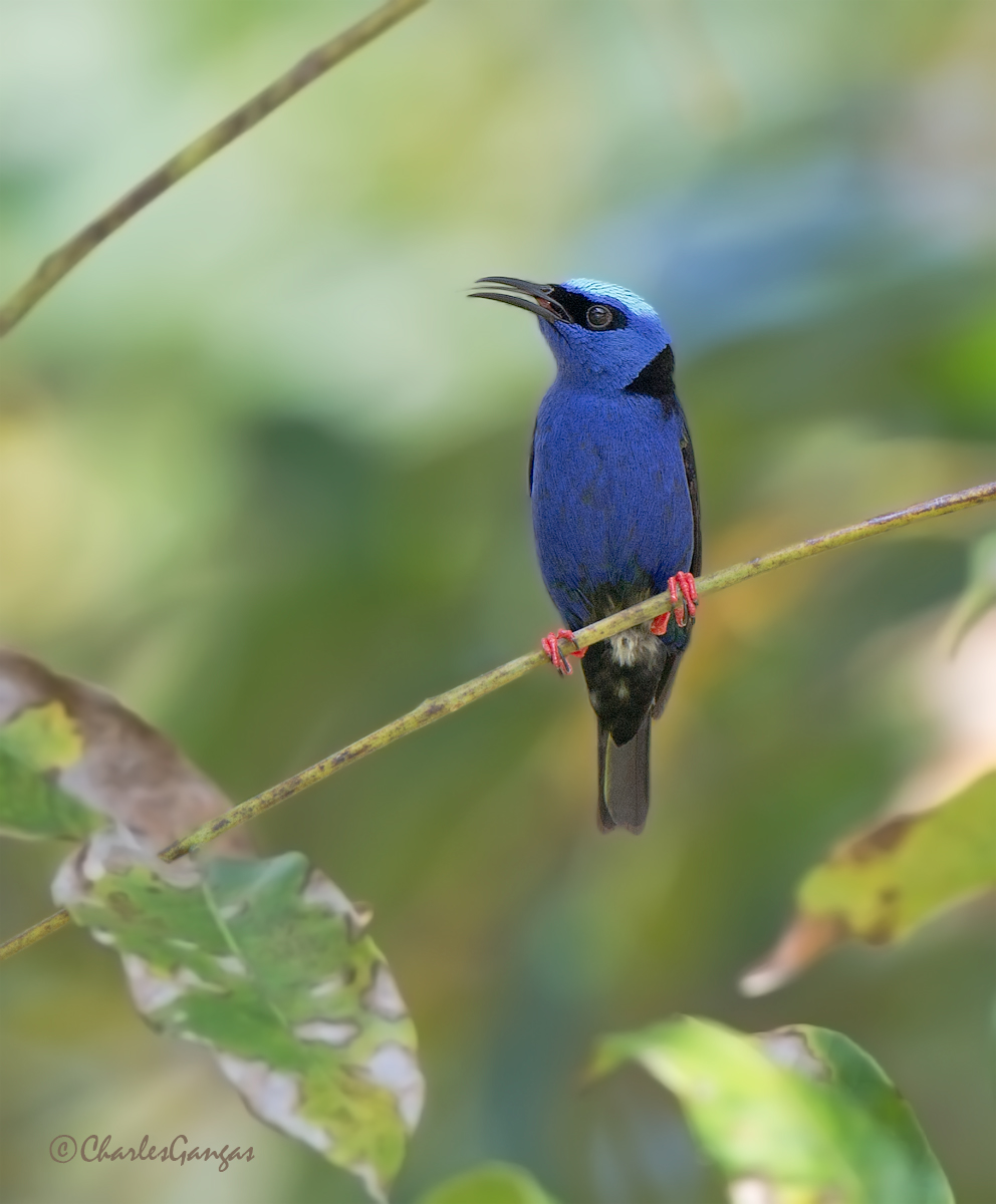 Red-legged Honeycreeper