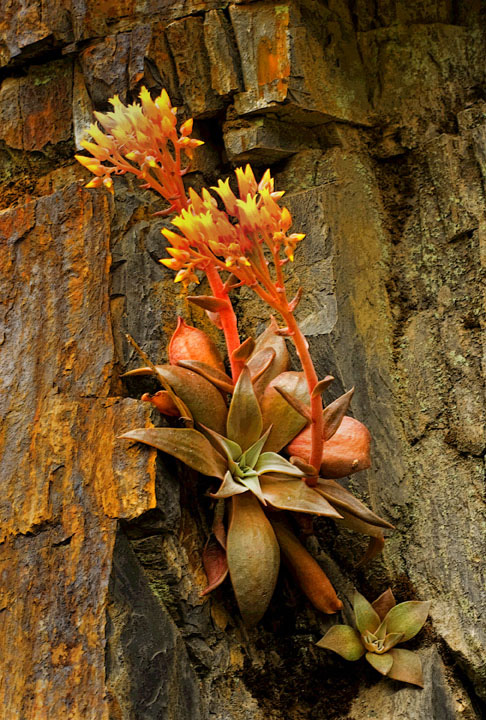 Stonecrop