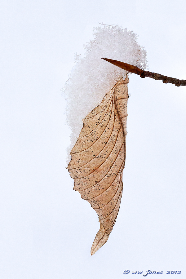 Snowy Beech Leaf WC #569