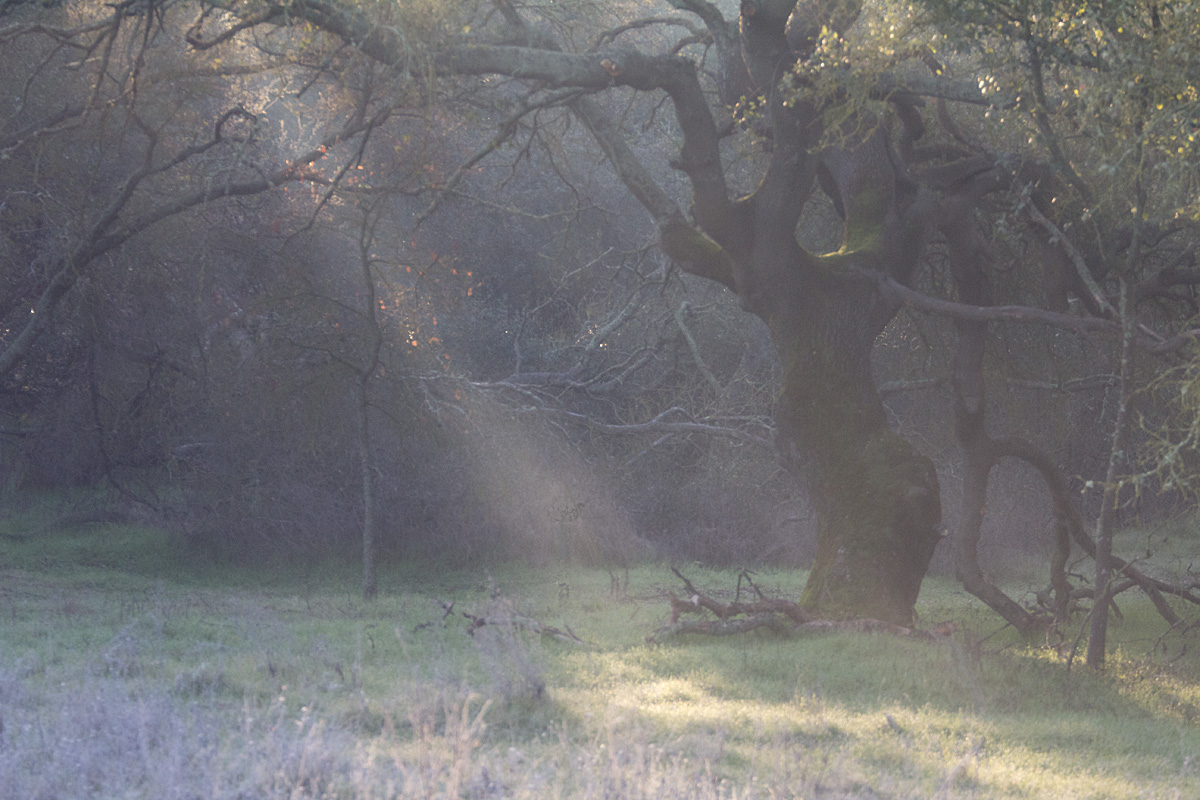 Sunbeam