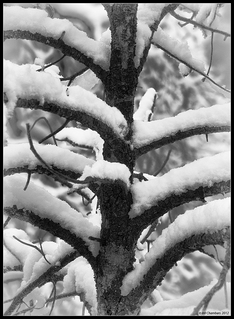Multi Branch Tree