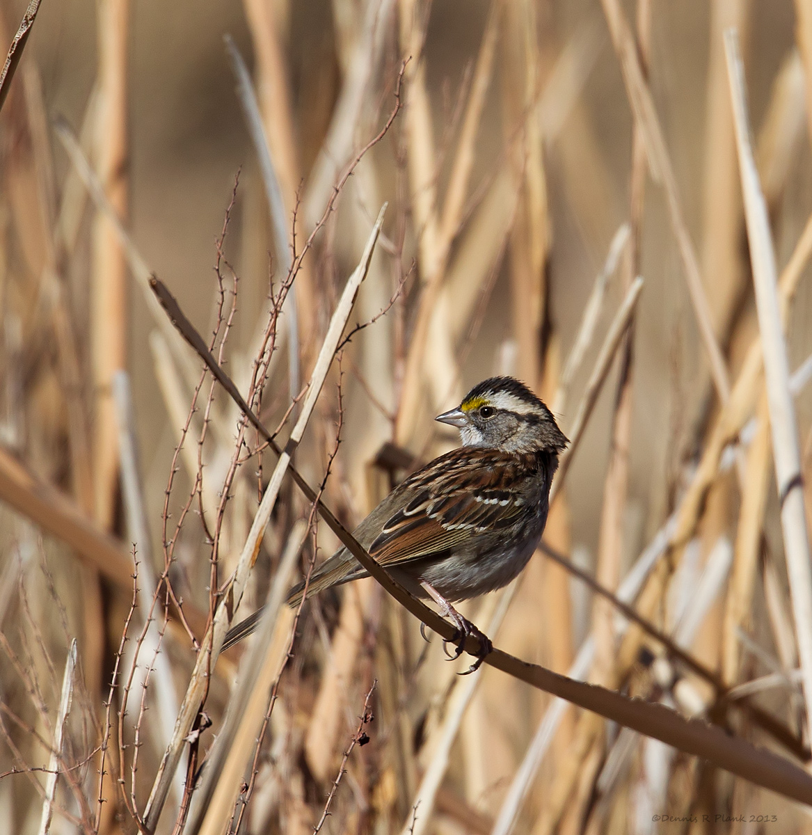 Wht-thrt Sparrow & repost