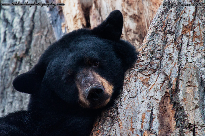 Tree Bear