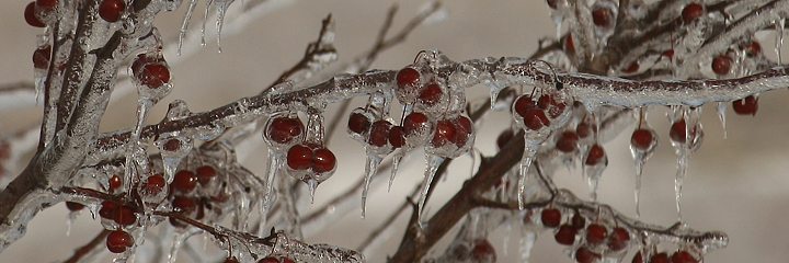 Iced crabapples
