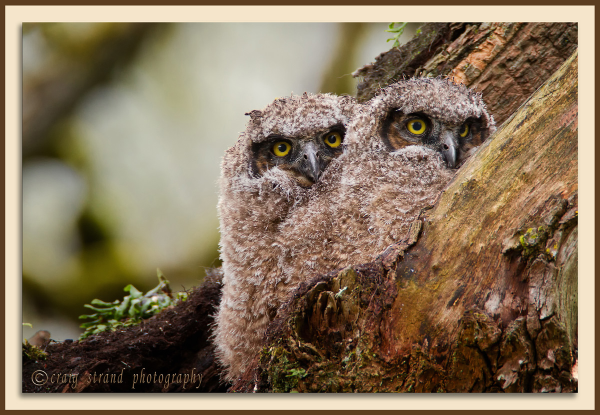 Owlets
