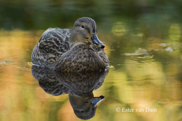 Female Duck in Autumn 