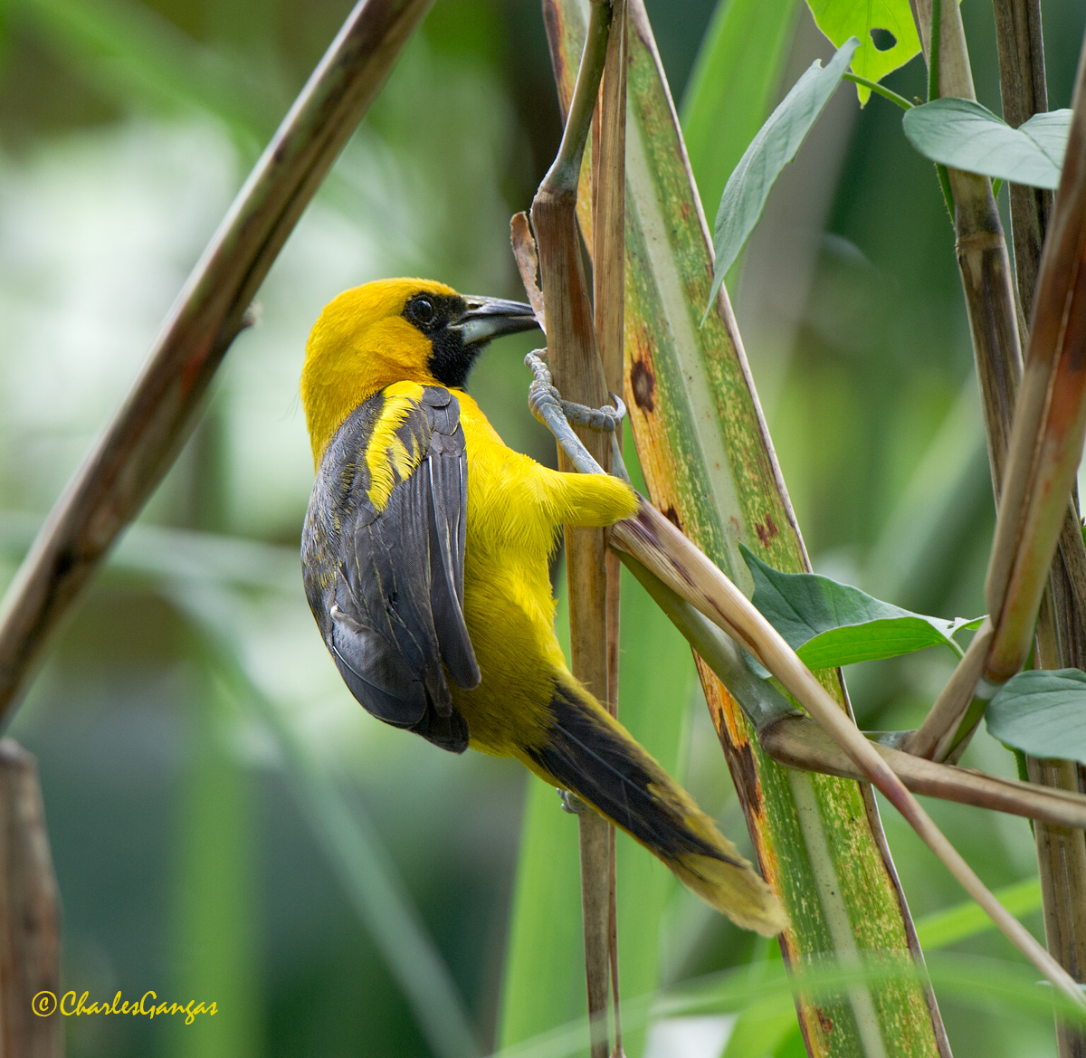 Yellow-tailed Oriole 