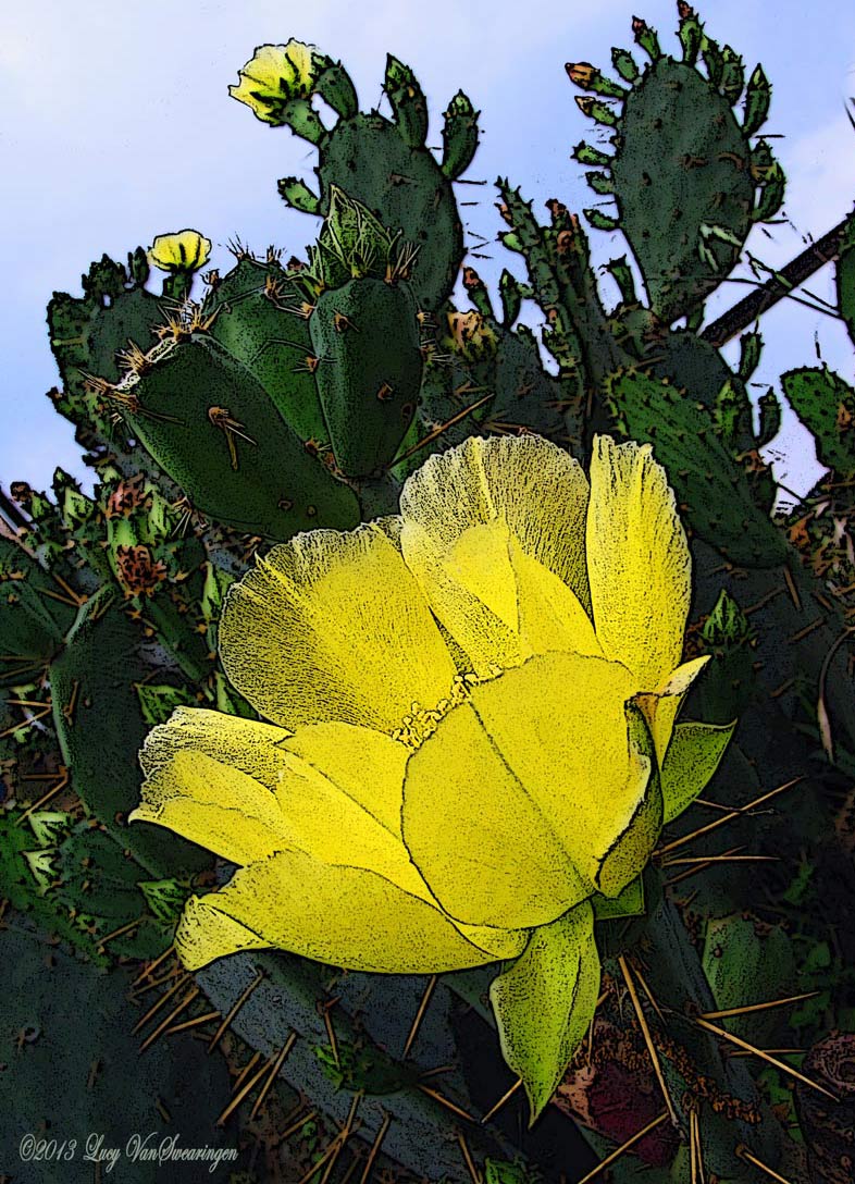 Cactus Flower