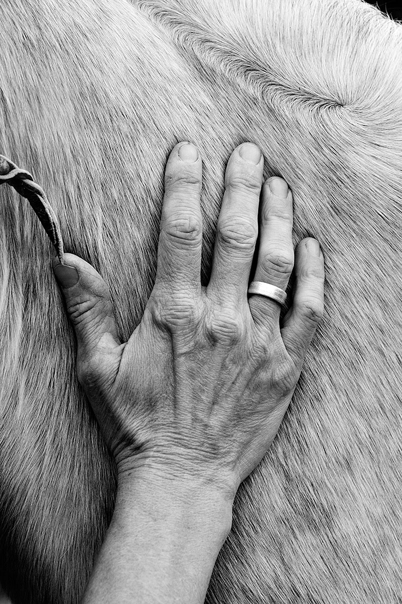 Hand and Horse