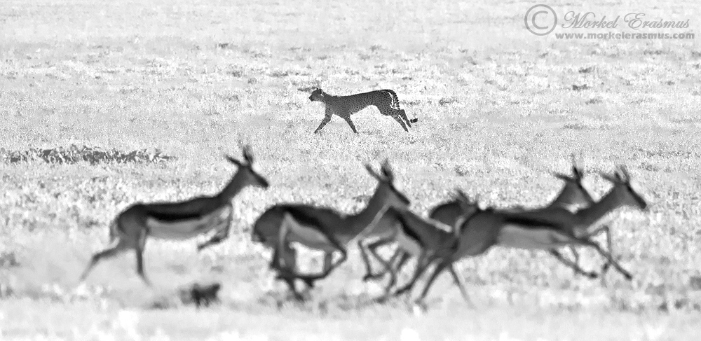 The Chase