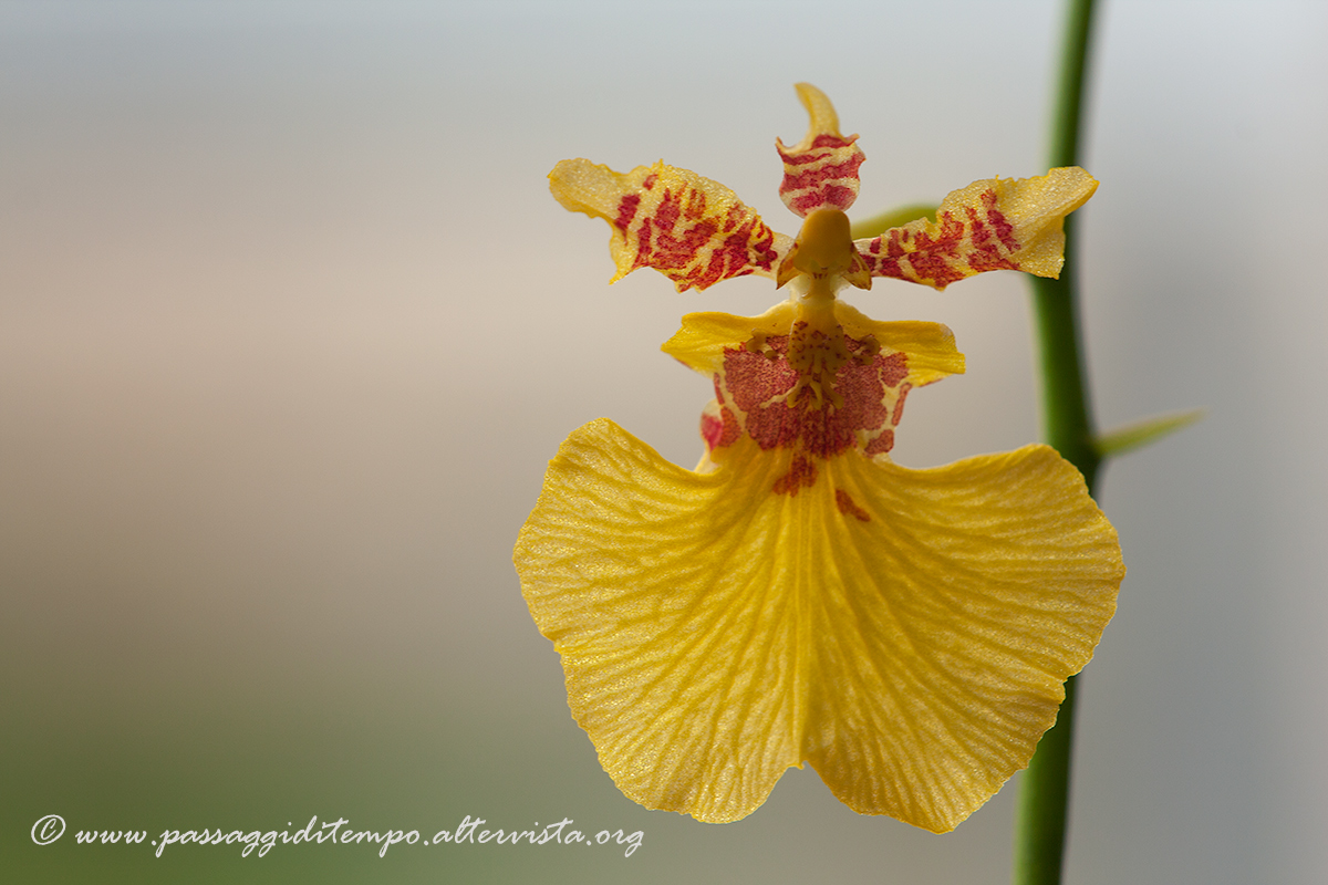 Oncidium