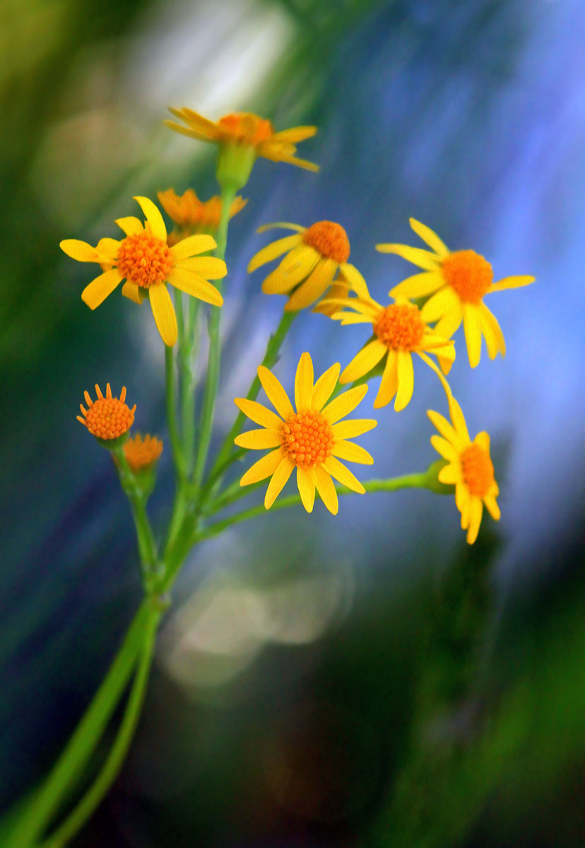 Meadow work of art