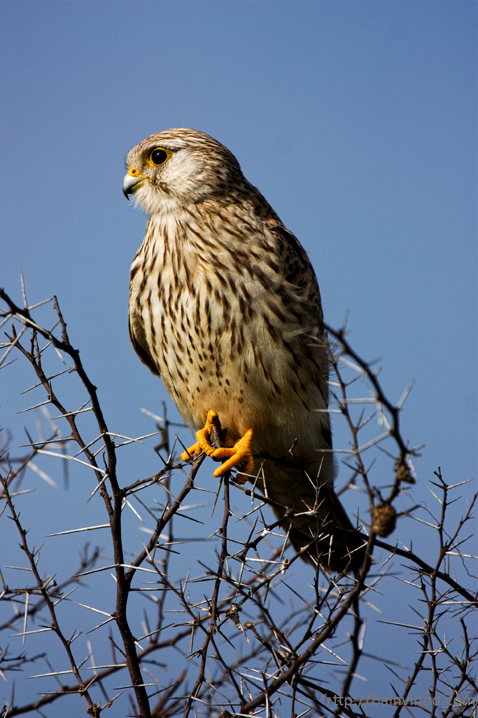 Kestrel 