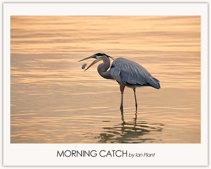 Morning Catch
