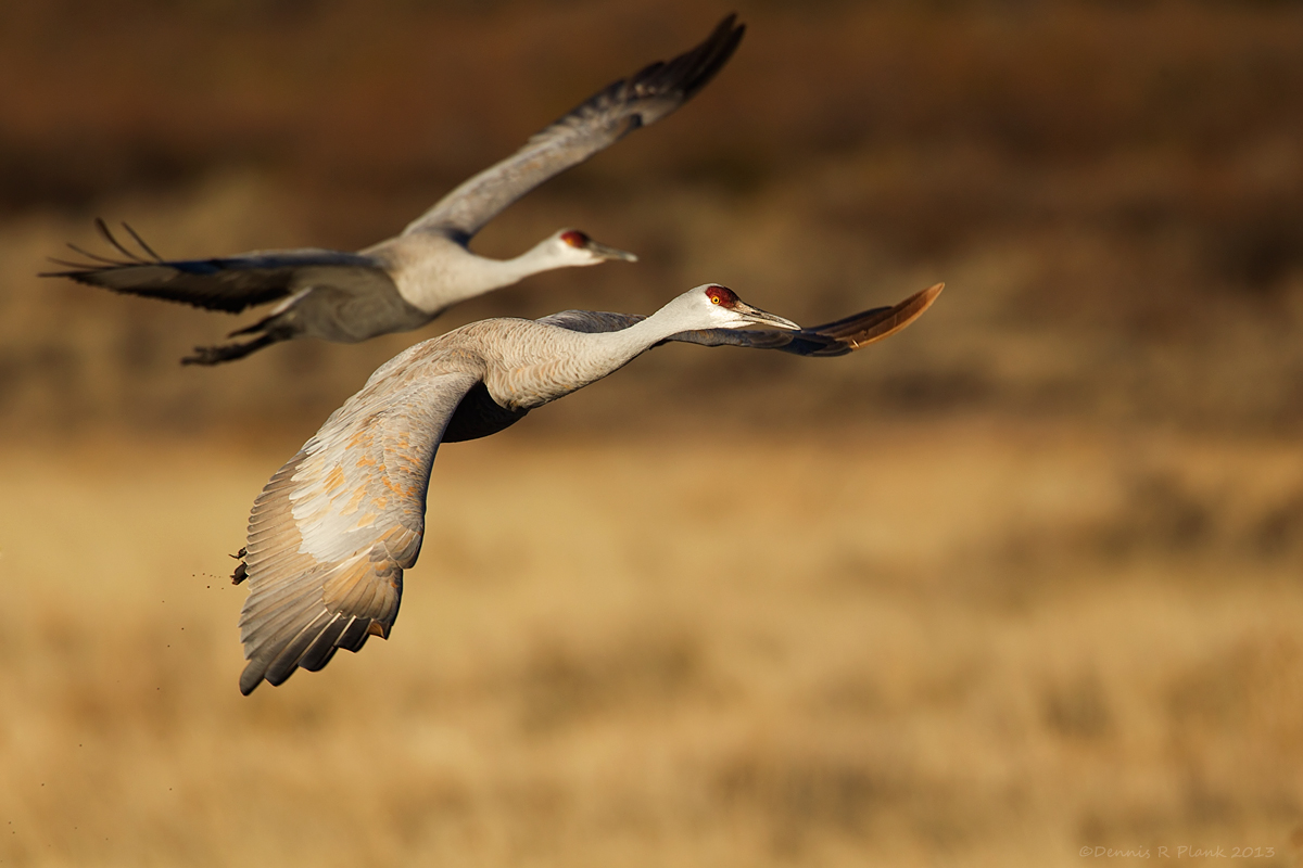 Another Sandhill Crane