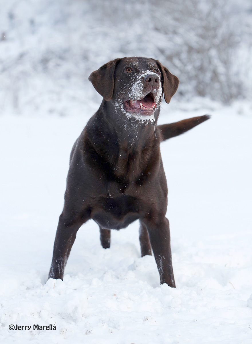 Winter dog days
