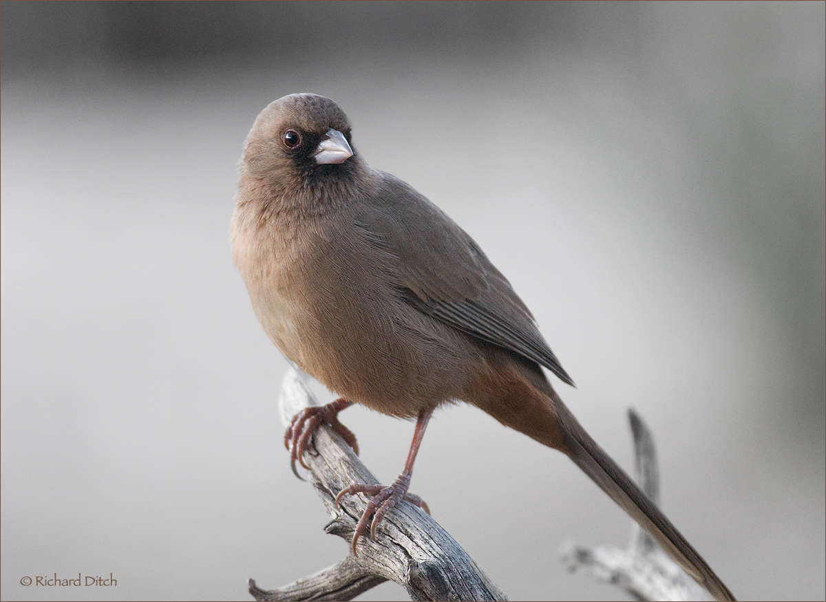 Abert's Towhee