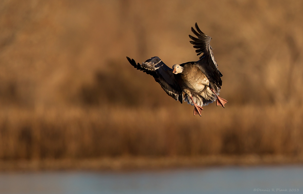 Blue Goose