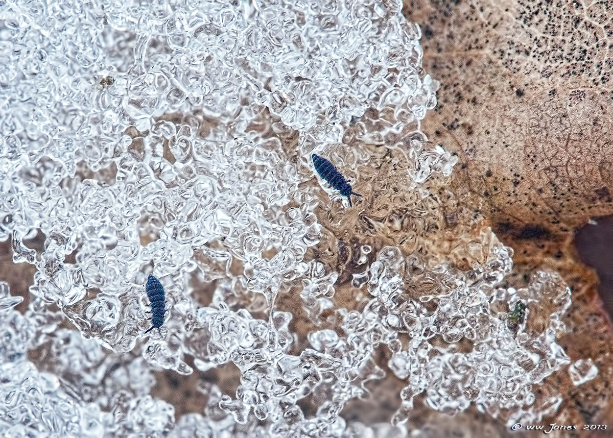 Snow Fleas
