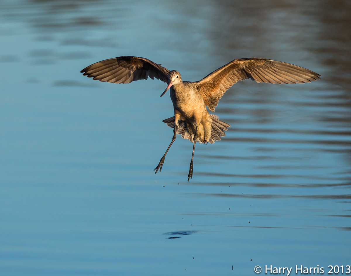 Marbled Godwit