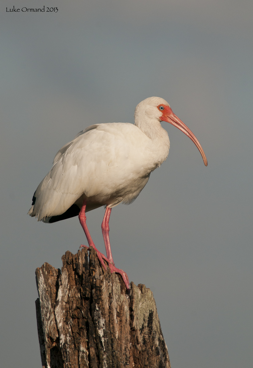 White Ibis