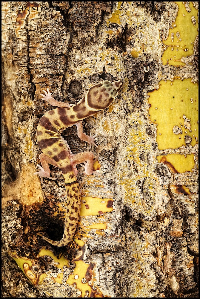 Gecko on Palo Verde