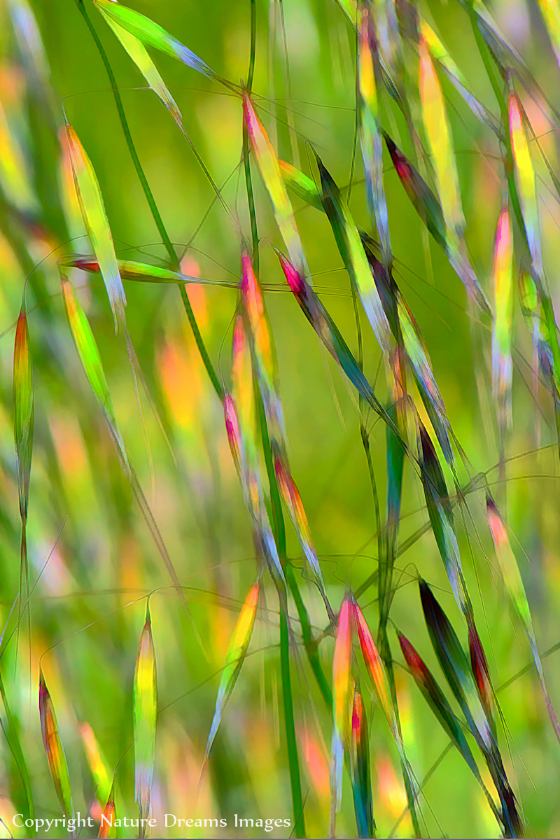 Impressions: Grasses