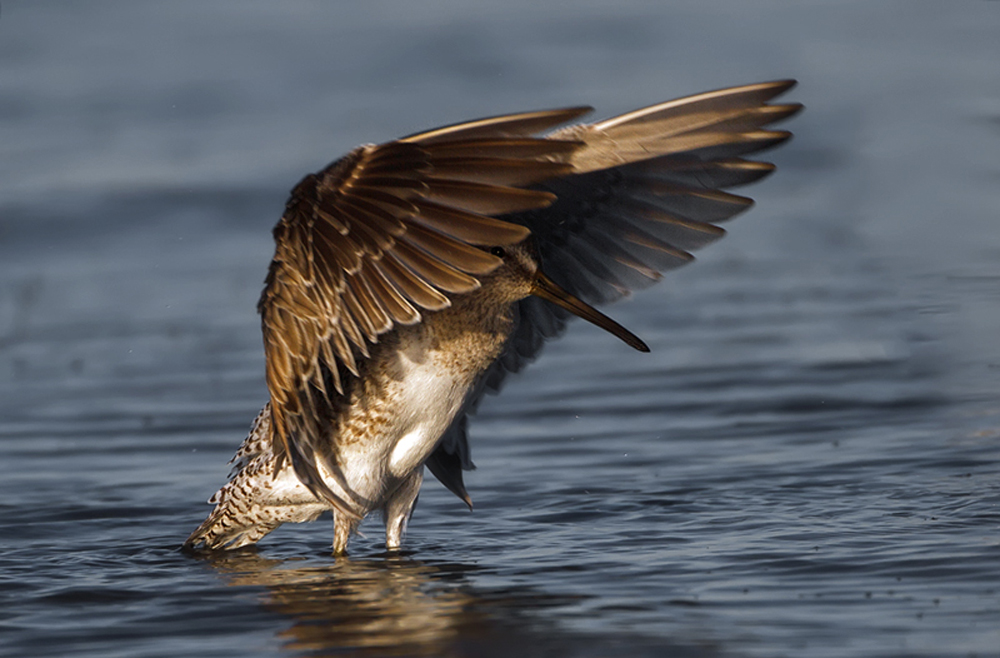 Dowitcher