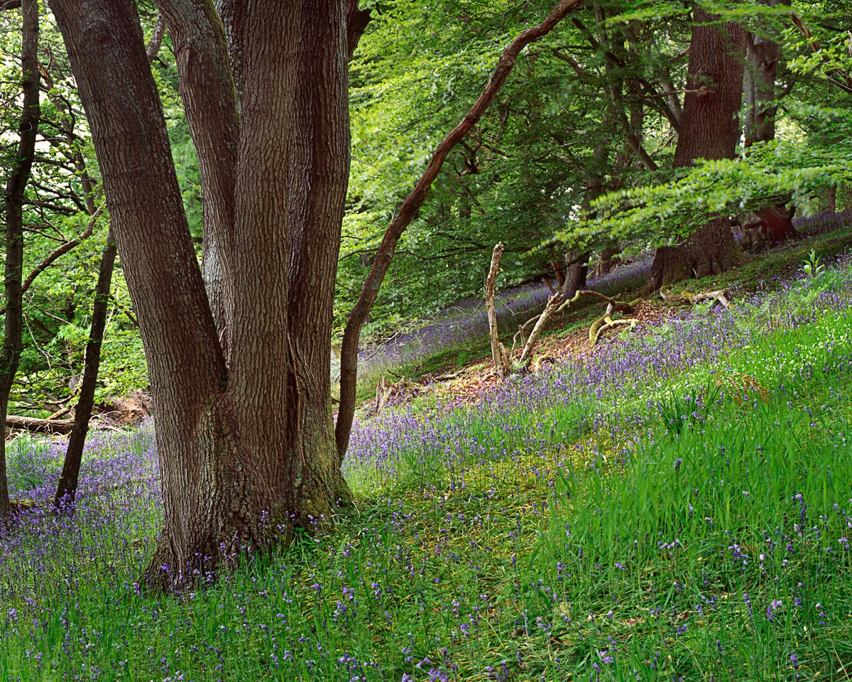 Blue Bells