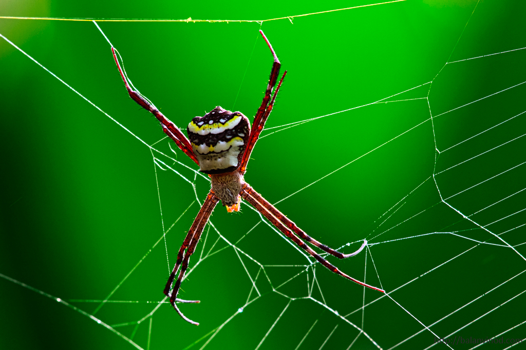 My Darling Spider