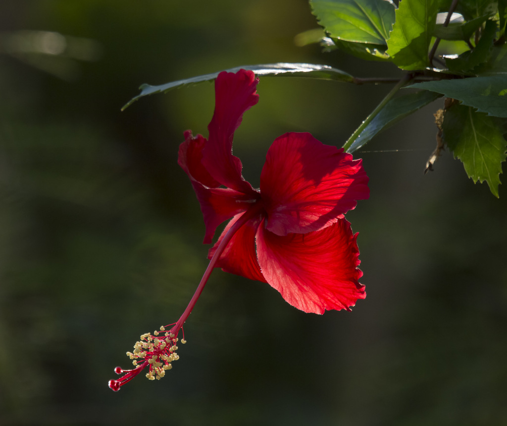  Hybiscus in the Morning