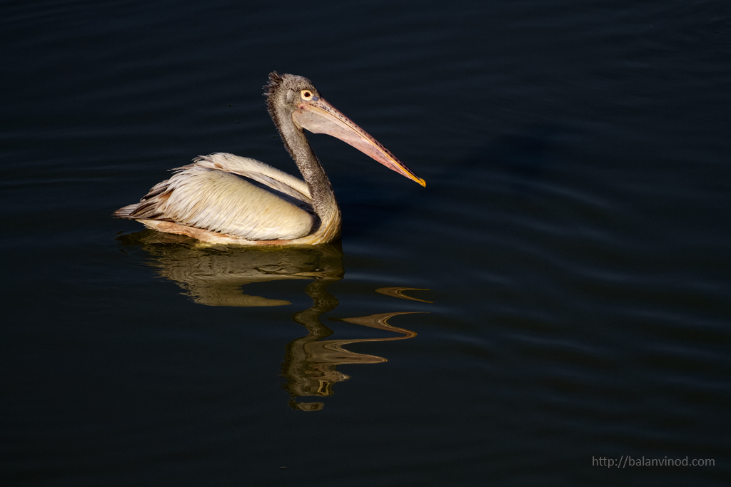 Spot Billed