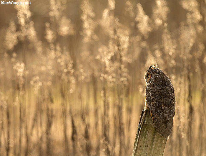 Long-Eared Owl