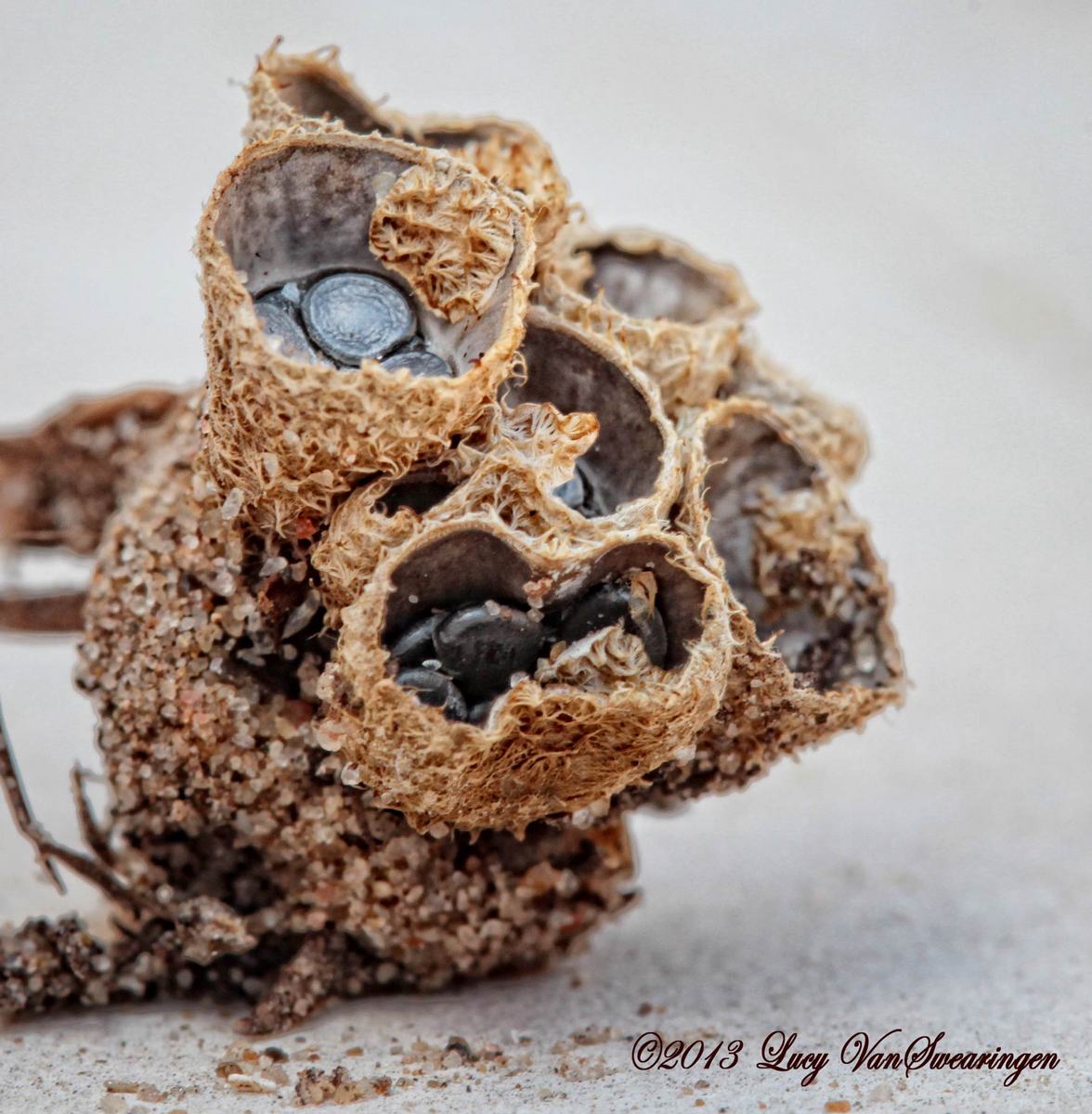 Bird's Nest