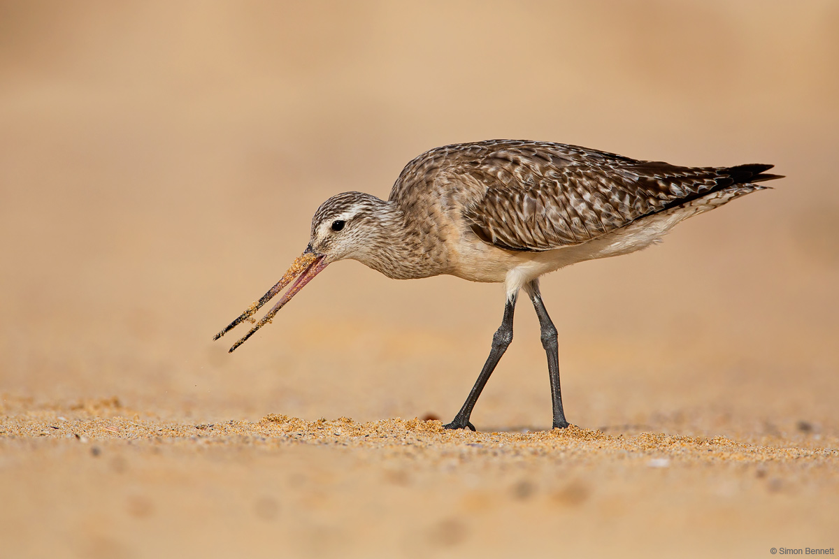 Bar-tailed Godwit