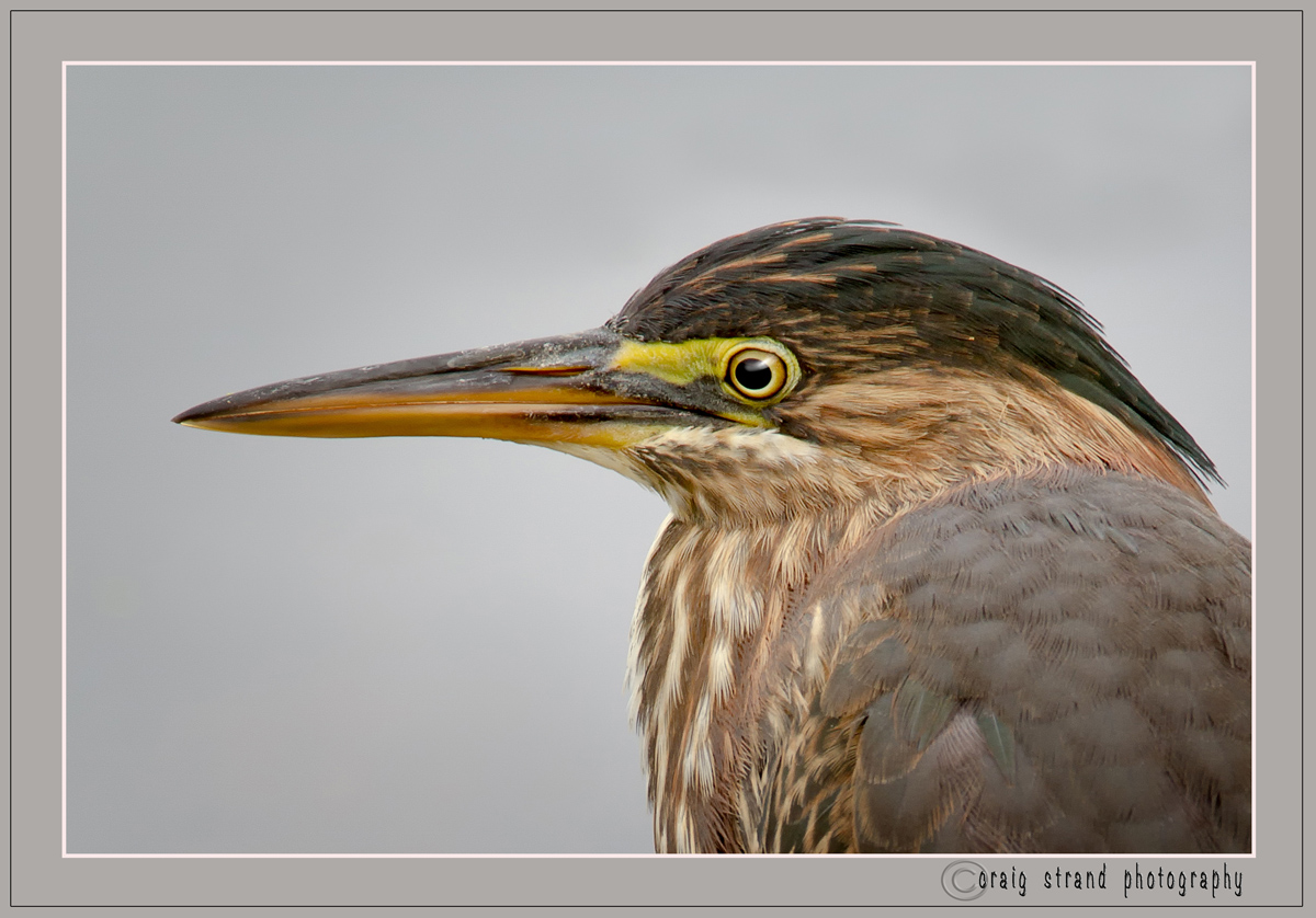 Green Heron Portrait