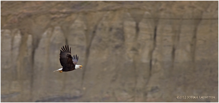 Eagle Panorama