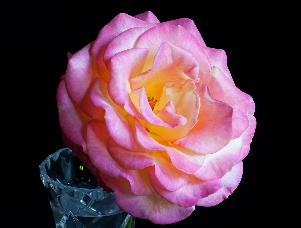 Queen Nefertiti Rose