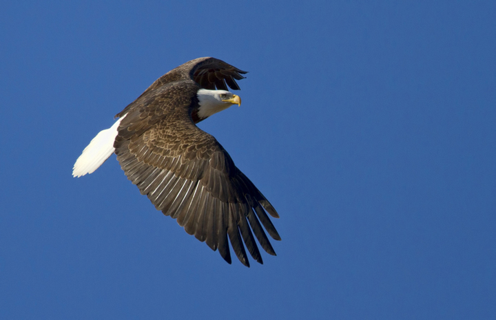 Bald Eagle In-flight